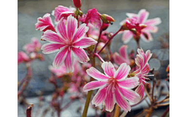 Naadiga sawir qaadista